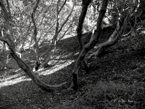 Bois des Moutiers (143) mars 2012